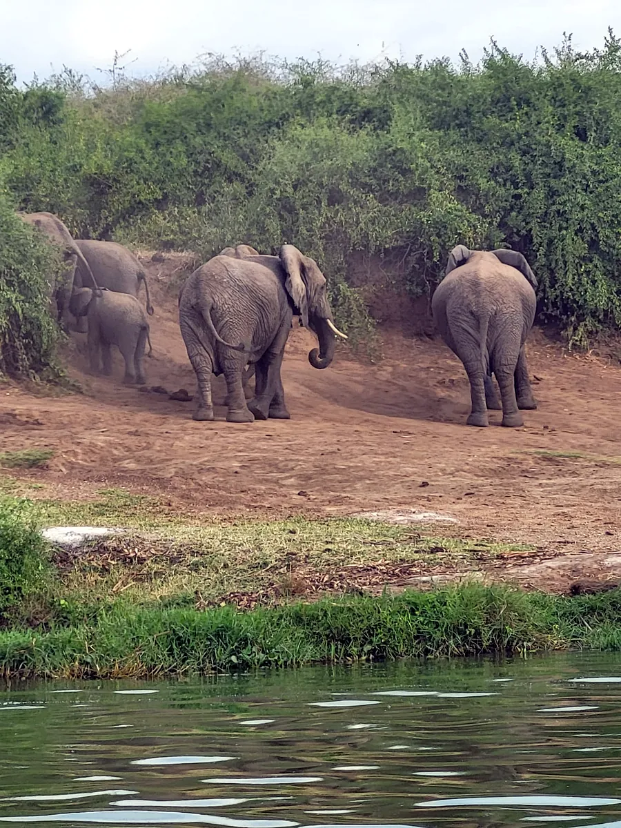 Murchison Falls Safari
