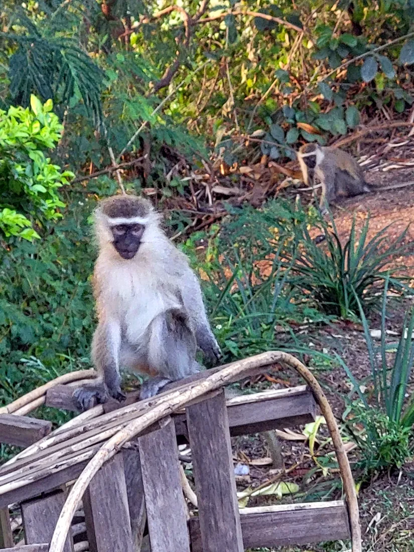 Primates of Uganda