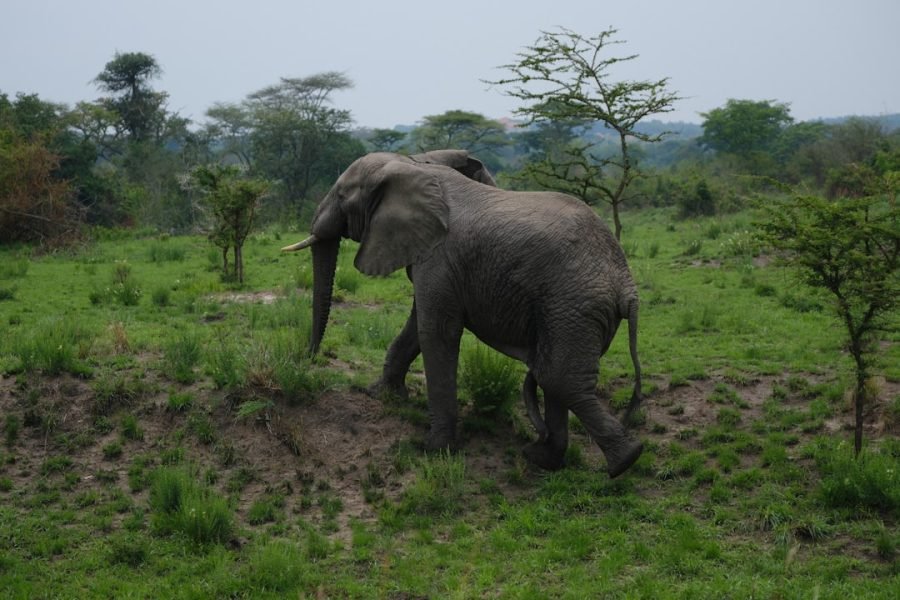 Savannah and elephant in a Ugandan national park landscape