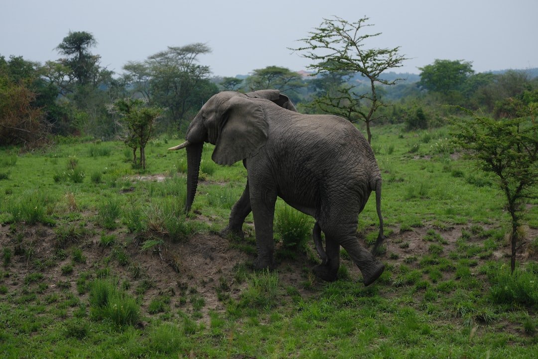 Mweya Safari Lodge