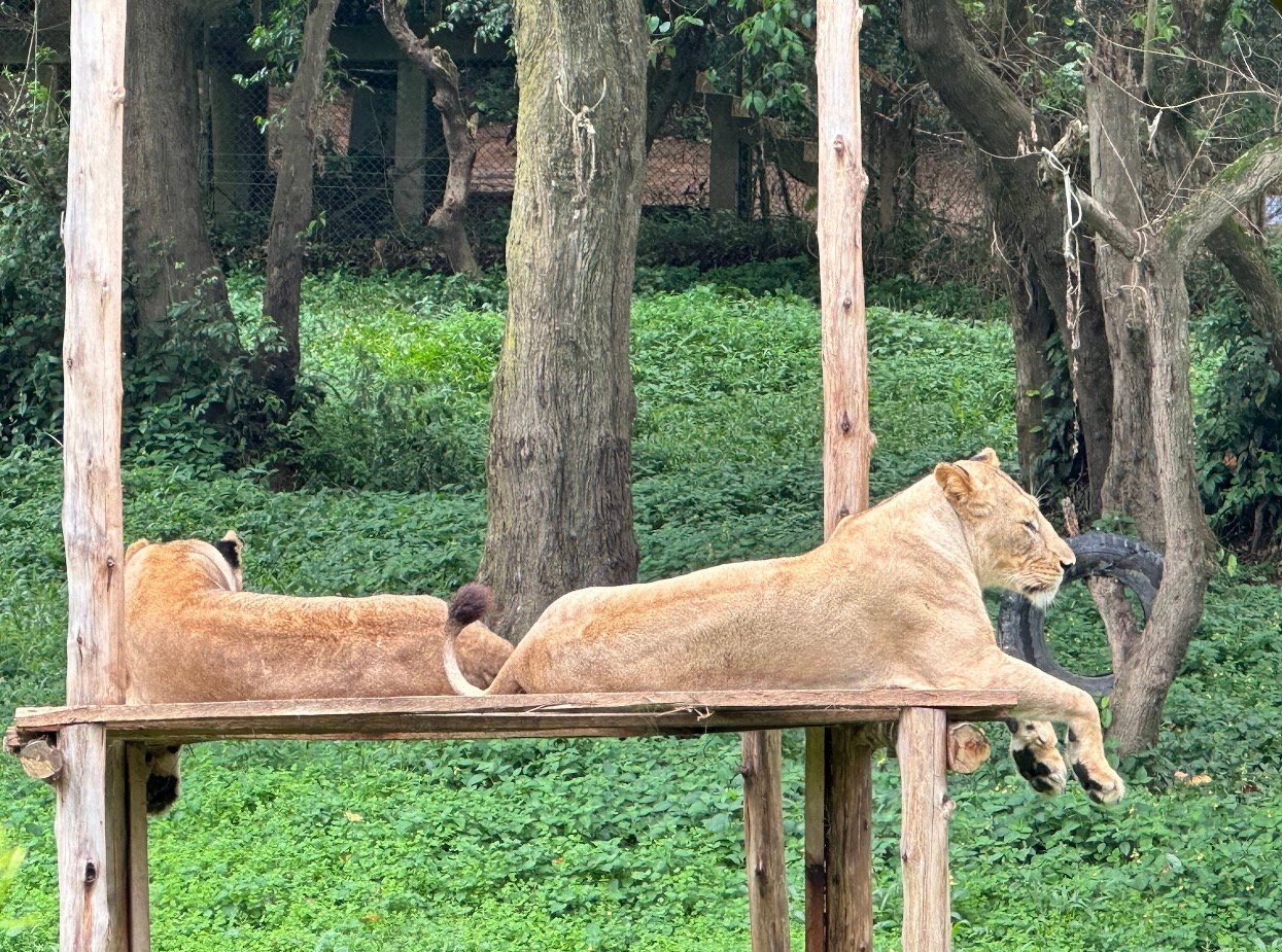 Rescued lionesses at the Uganda Wildlife Education Centre, Entebbe, Hello East Africa